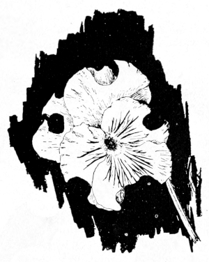 Pansy