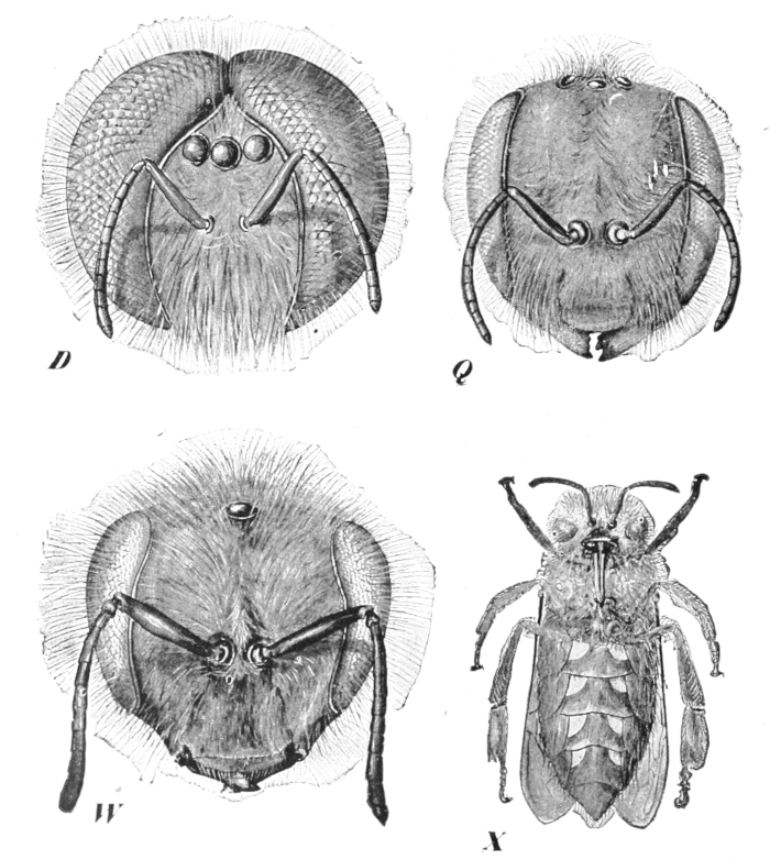 Bee heads