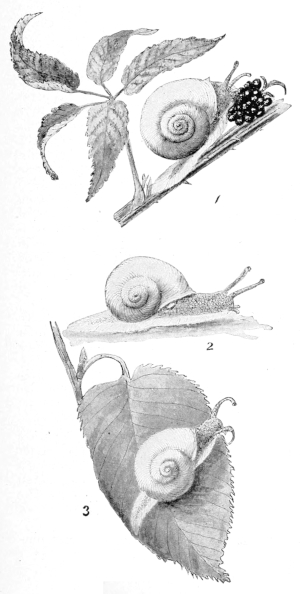 snail sketches