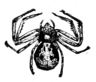 crab spider