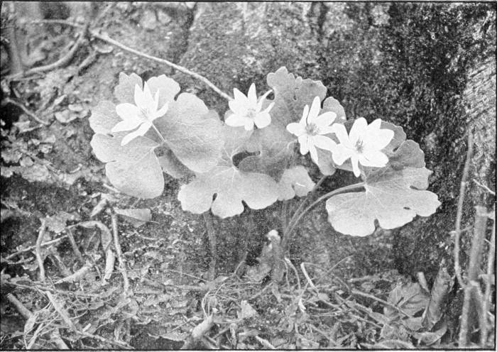 Bloodroot