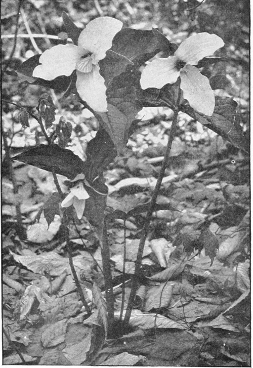 Trillium