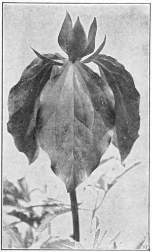 Trillium