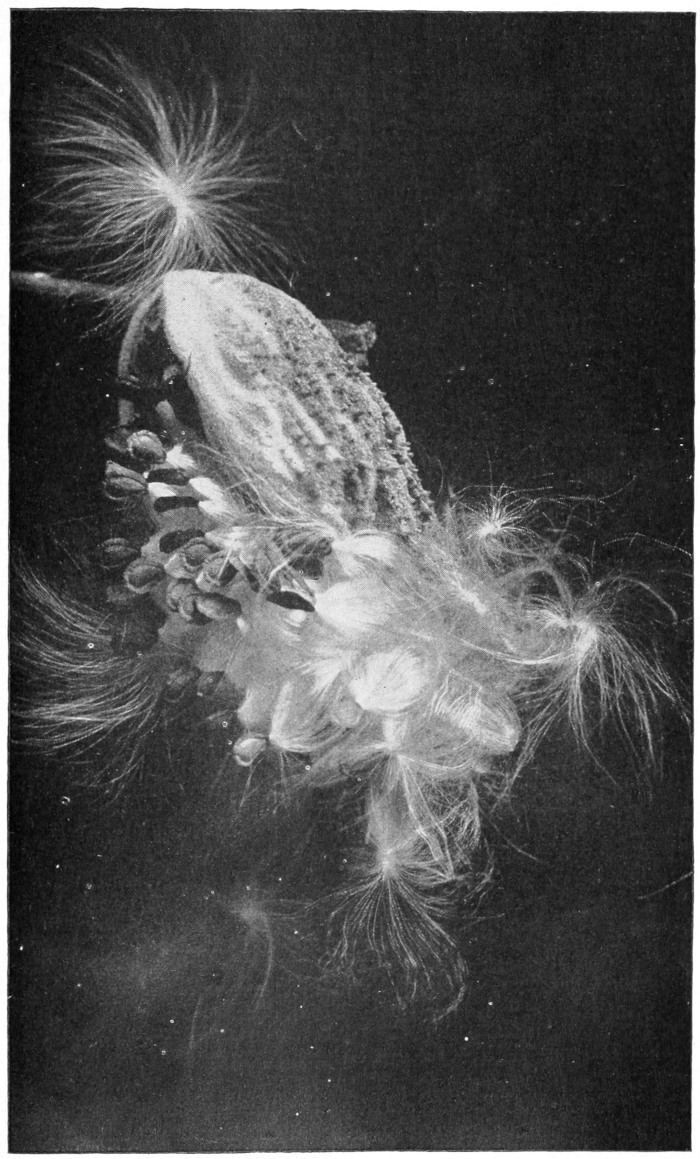 Milkweed seeds