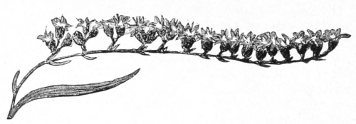 Goldenrod frond