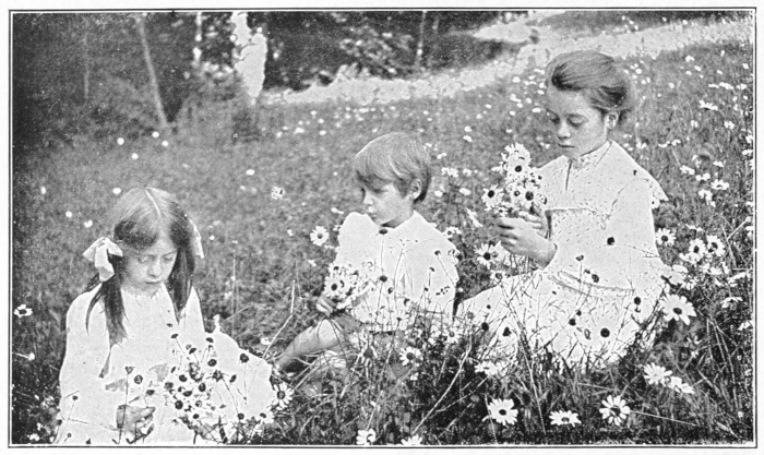 Gathering daisies