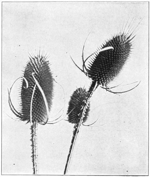 Teasel