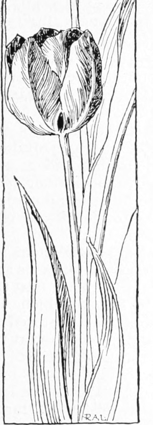 tulip border