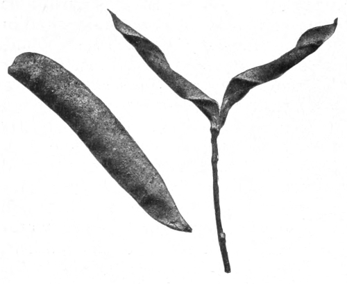 Sweet pea pod
