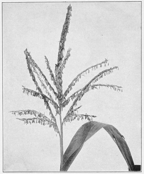 Corn tassles