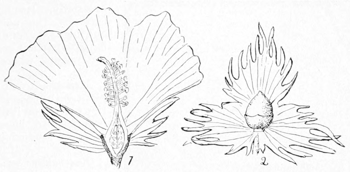 Cotton flower
