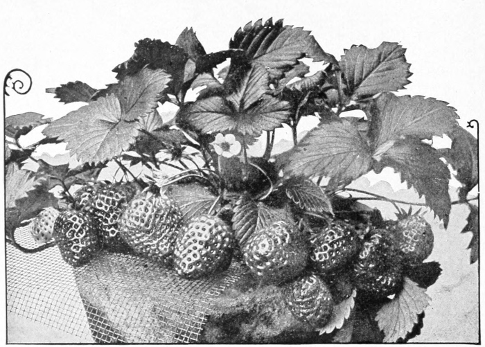 Strawberries