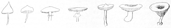 Mushroom shapes