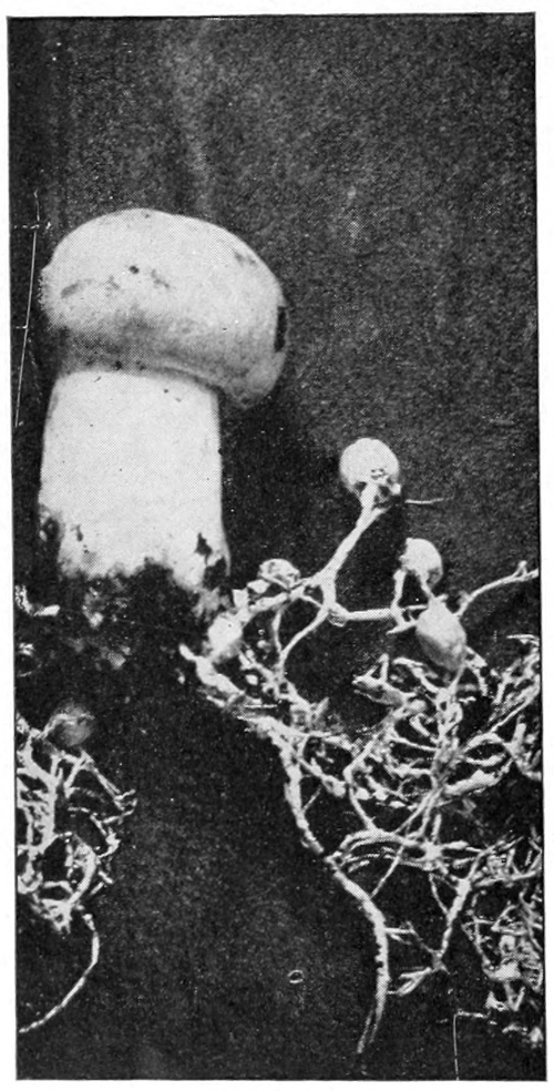 Common mushroom