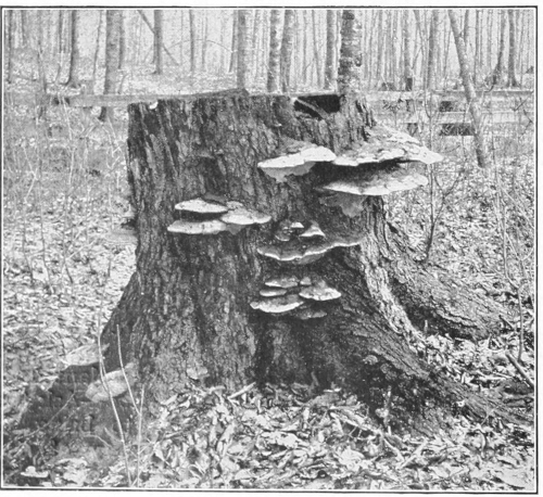 Bracket fungus