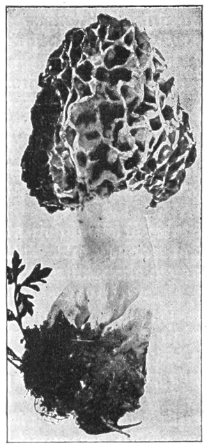Morel