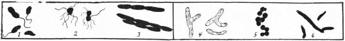 Bacteria