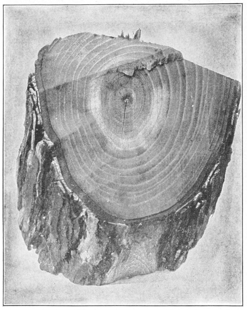 Tree rings