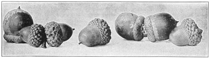 Acorns