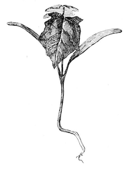 Maple seedling