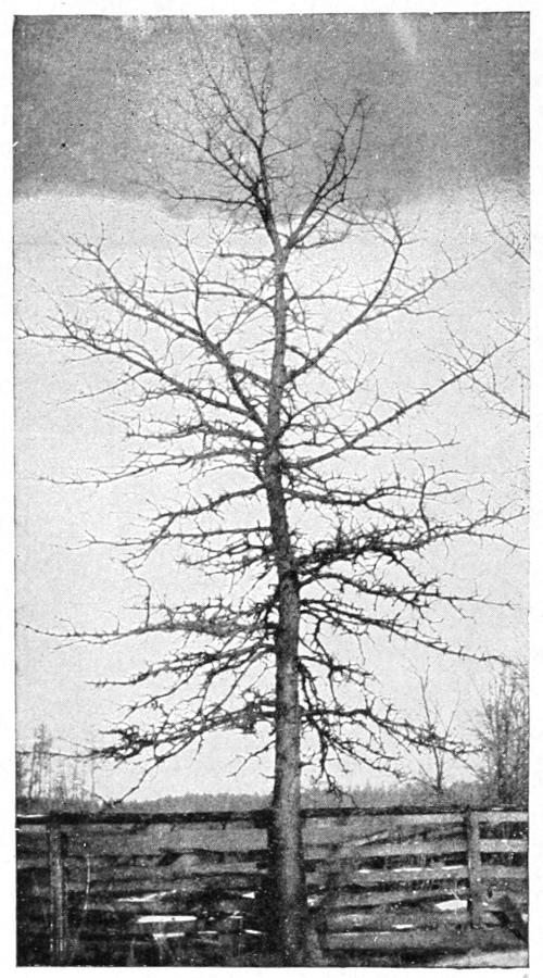 Swamp white oak