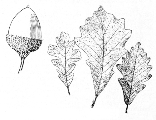 Swamp white oak leaves