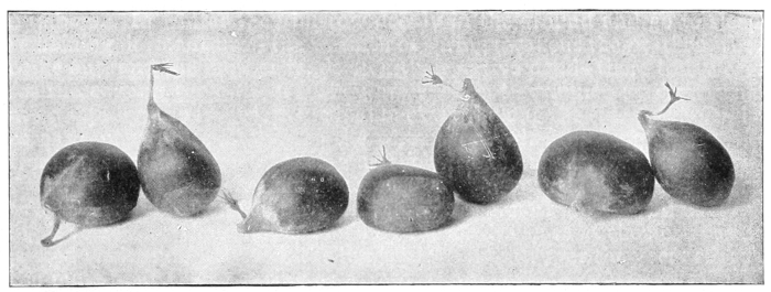 Chestnuts