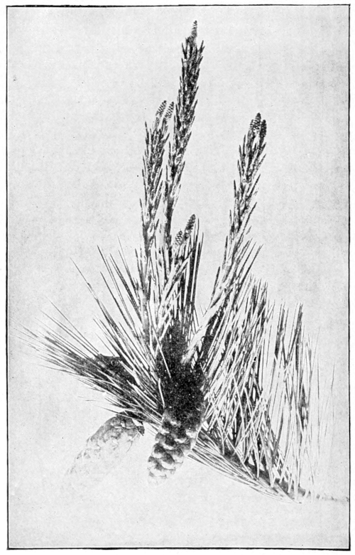 White pine cones