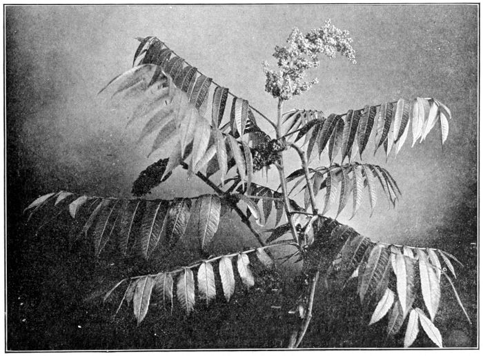 Stag horn sumac