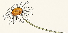 White daisy