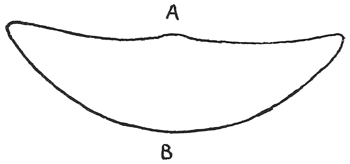 Fig. 8. Section across the blade of a South Andaman bow