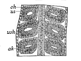 Fig.163. Frontal (or
horizontal-longitudinal) section of a triton-embryo with three pairs of
primitive segments.
