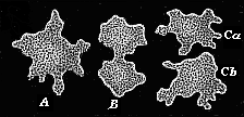 Fig.228. A moneron (Protamoeba) in the act of
reproduction.