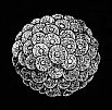 Fig.230. Morula, or mulberry-shaped
embryo.