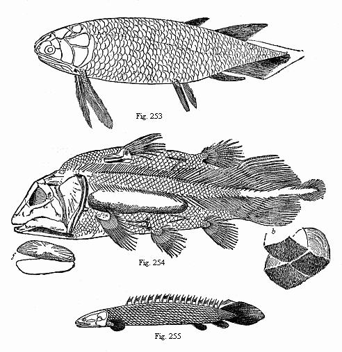 Fig.253. A Devonian
Crossopterygius (Holoptychius nobilissimus), from the Scotch old red sandstone.
Fig. 254. A Jurassic Crossopterygius (Undina penicillata), from the upper
Jurassic at Eichstätt. Fig. 255. A living Crossopterygius, from the Upper
Nile.