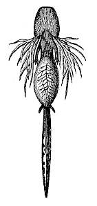 Fig.261. Larva of the
Spotted Salamander (Salamandra maculata), seen from the ventral side.