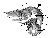 Fig.323. Primitive skull
of the human embryo, four weeks old, vertical section, left half seen
internally.