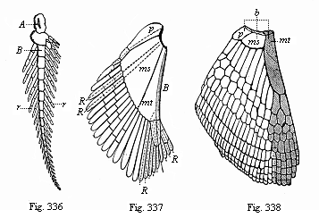 Fig.336. Skeleton of
the breast-fin of Ceratodus (biserial feathered skeleton). Fig. 337. Skeleton
of the breast-fin of an early Selachius (Acanthias). Fig. 338. Skeleton of the
breast-fin of a young Selachius.