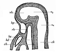 Fig.350. Median section
of the head of a hare-embryo, one-fourth of an inch in length.