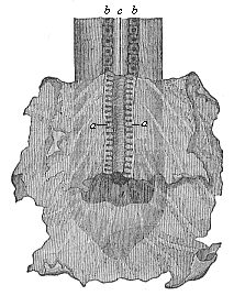 Fig.386. Rudimentary primitive kidneys of a
dog-embryo.