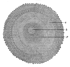 Fig.408. The human ovum
after issuing from the Graafian follicle, surrounded by the clinging cells of
the discus proligerus (in two radiating crowns).