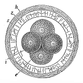 Fig. 70 The first four segmentation-cells of the mammal
ovum (from the rabbit).