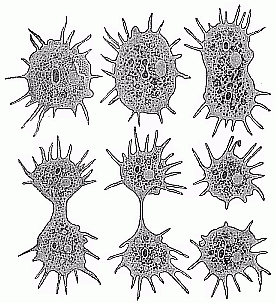 Fig. 17--Division of a unicellular am&oelig;ba.