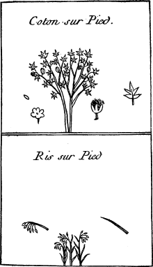Top: Cotton on the stalk&mdash;Bottom: Rice on the stalk