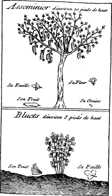 Top: Pawpaw&mdash;Bottom: Blue Whortle-berry (on p. 211)