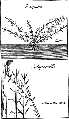 TOP: Bramble&mdash;BOTTOM: Sarsaparilla